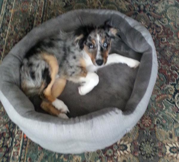 Ziggy