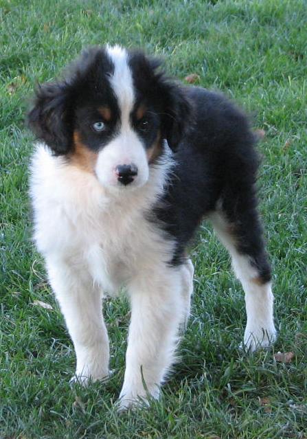 Cody