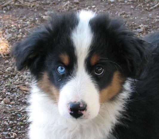 Cody