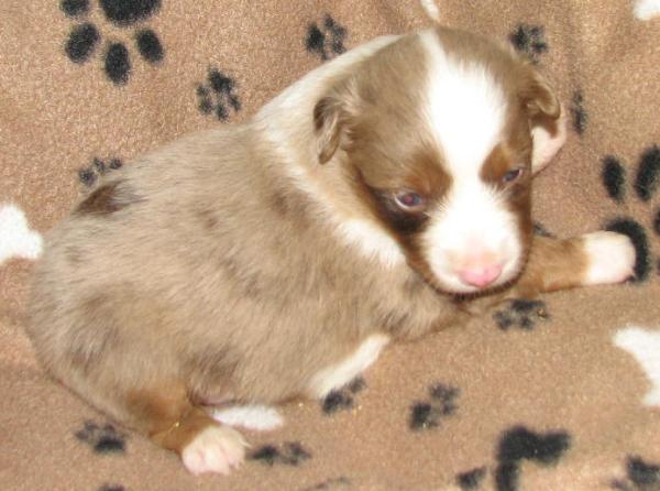 Cooper