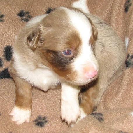 Cooper