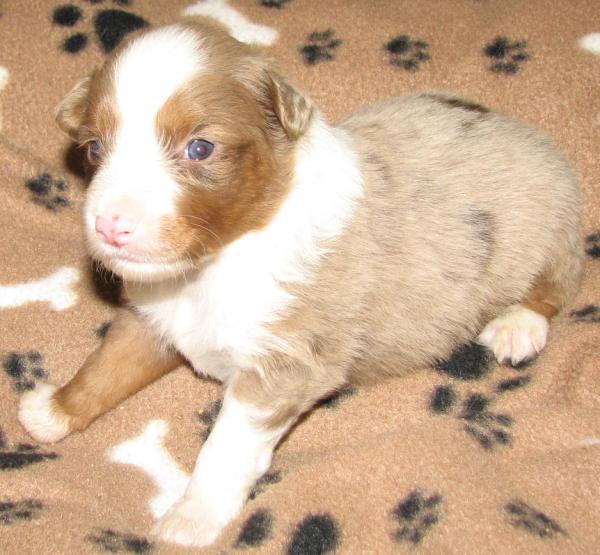 Cooper