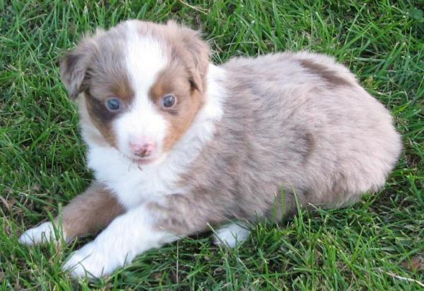 Cooper