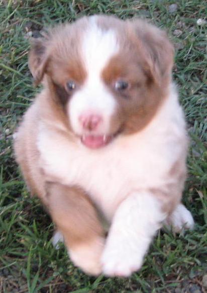 Cooper