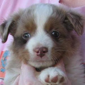 Cooper