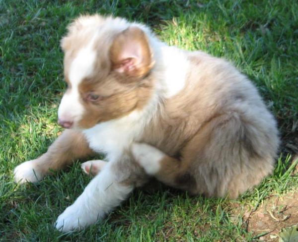 Cooper