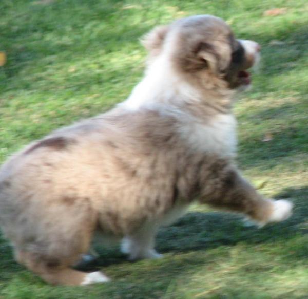 Cooper