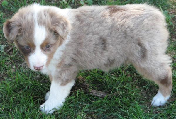Cooper
