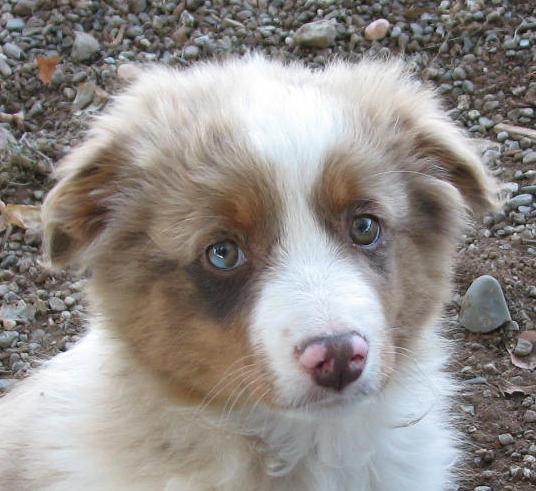 Cooper