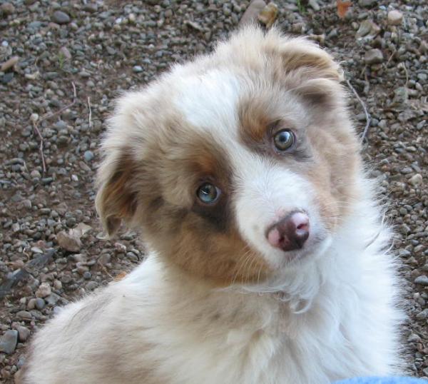 Cooper