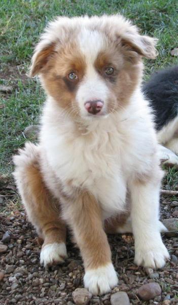 Cooper