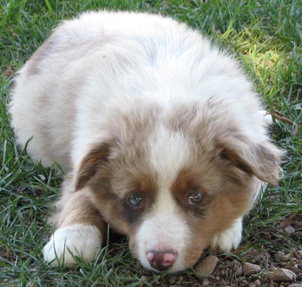Cooper