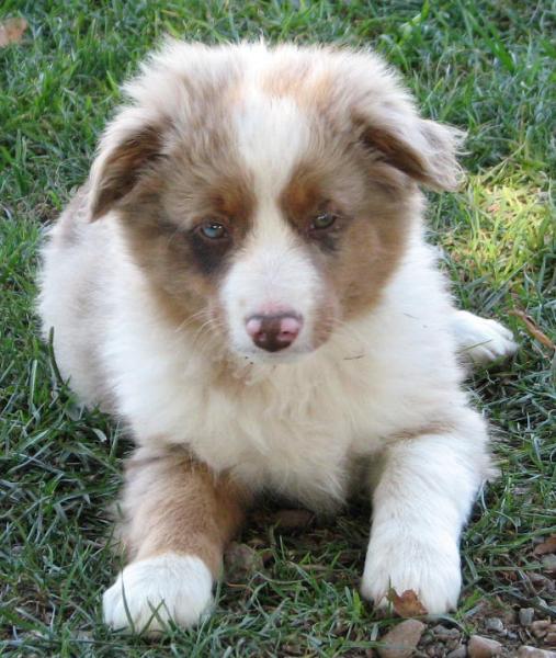 Cooper