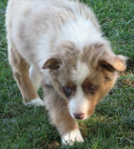 Cooper
