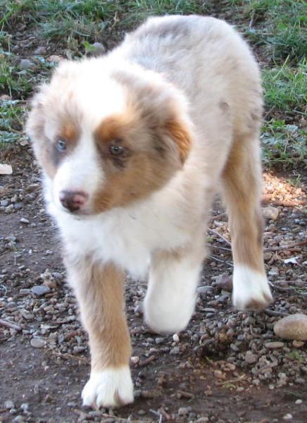 Cooper