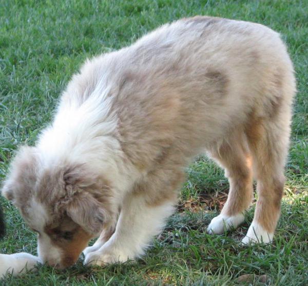 Cooper