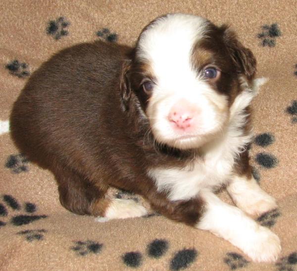 Jasper