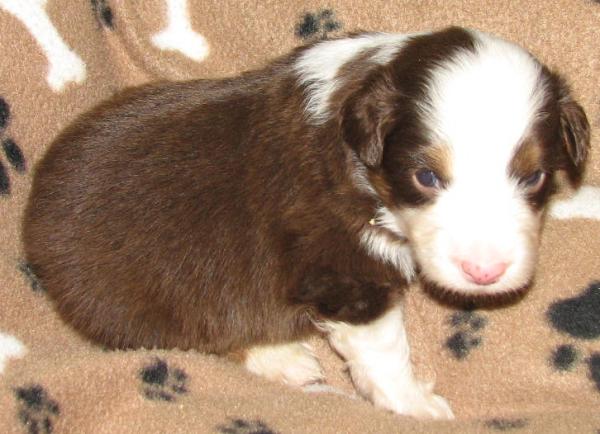 Jasper