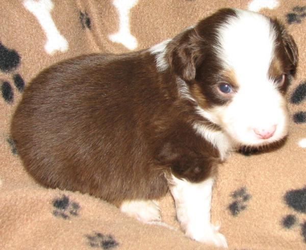 Jasper