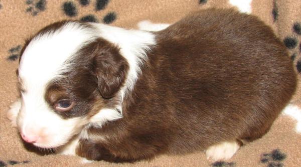 Jasper