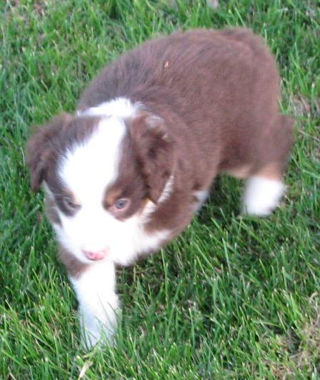 Jasper