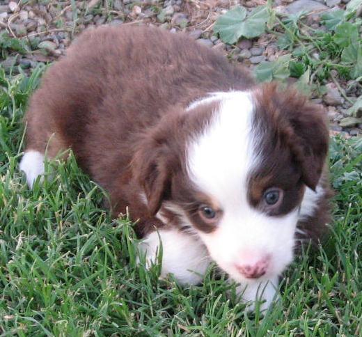 Jasper