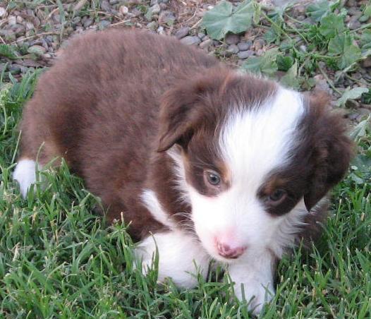 Jasper