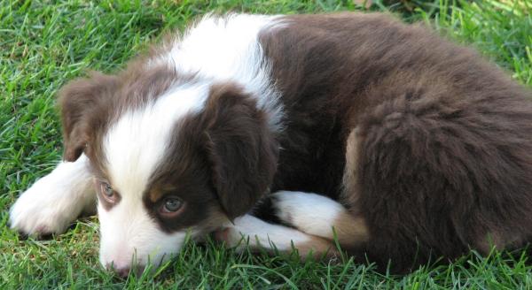 Jasper