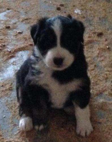 Tucker