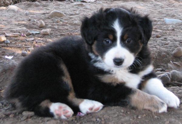 Tucker