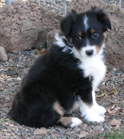 Bandit