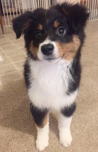 Bandit