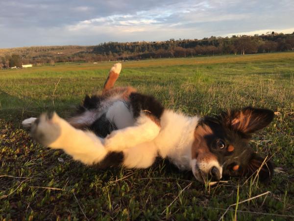 Bandit