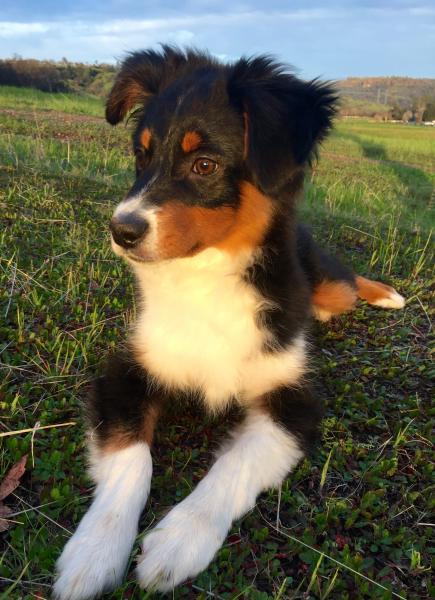 Bandit