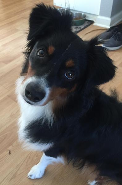 Bandit