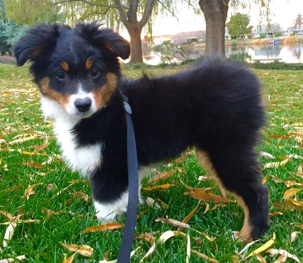 Bandit