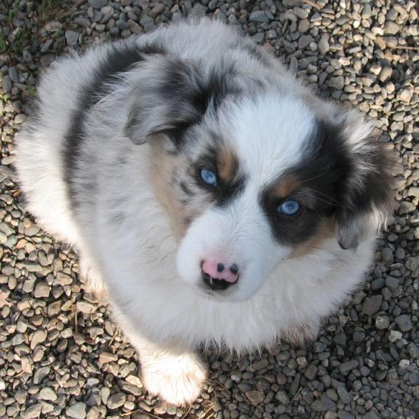 Bella