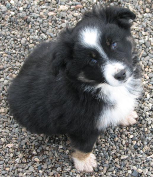 Buster