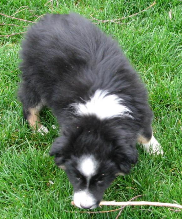 Buster