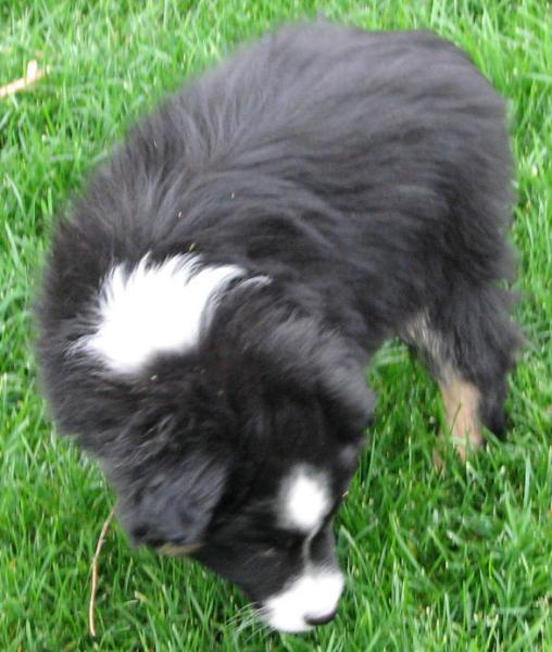 Buster