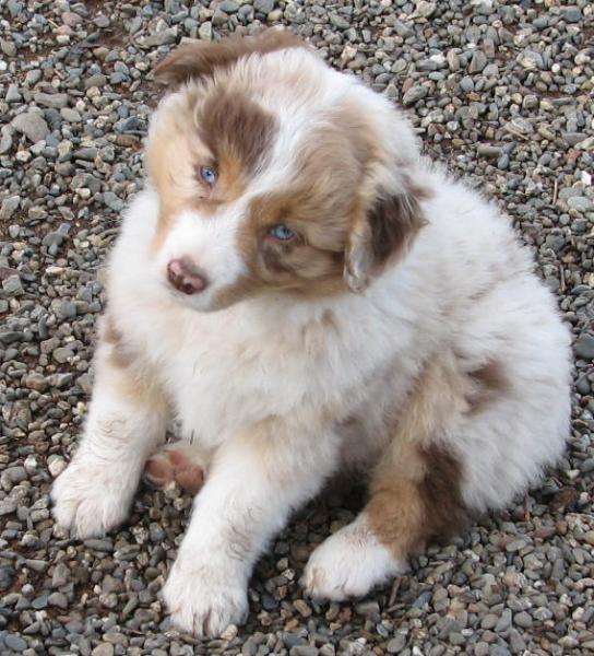 Copper
