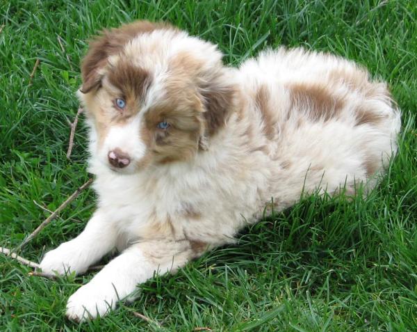 Copper