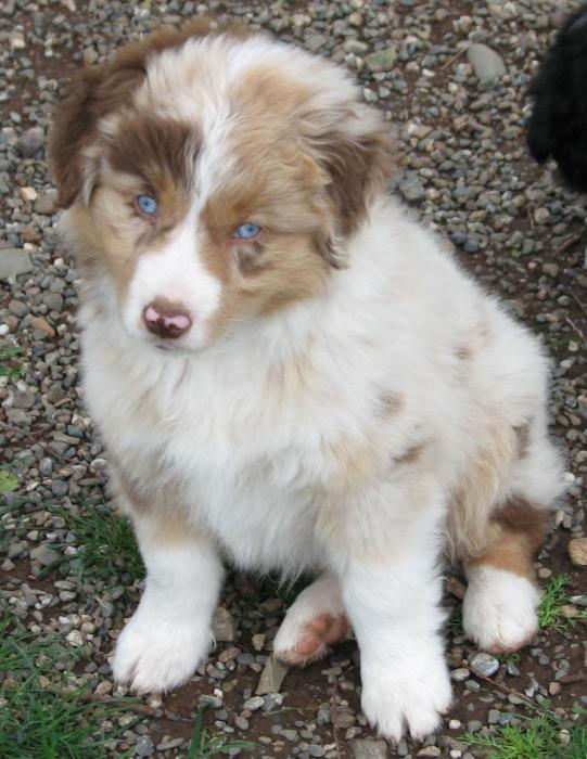 Copper