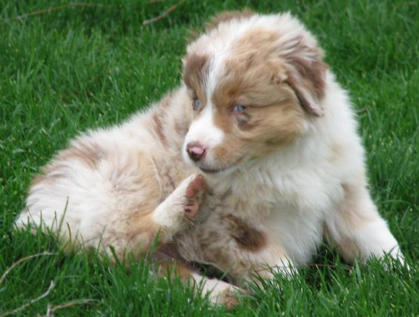 Copper