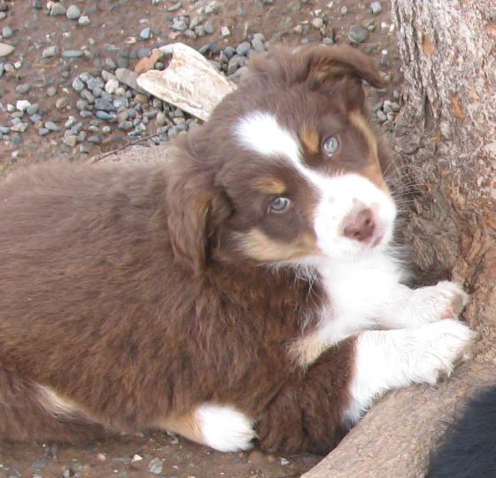 Holly