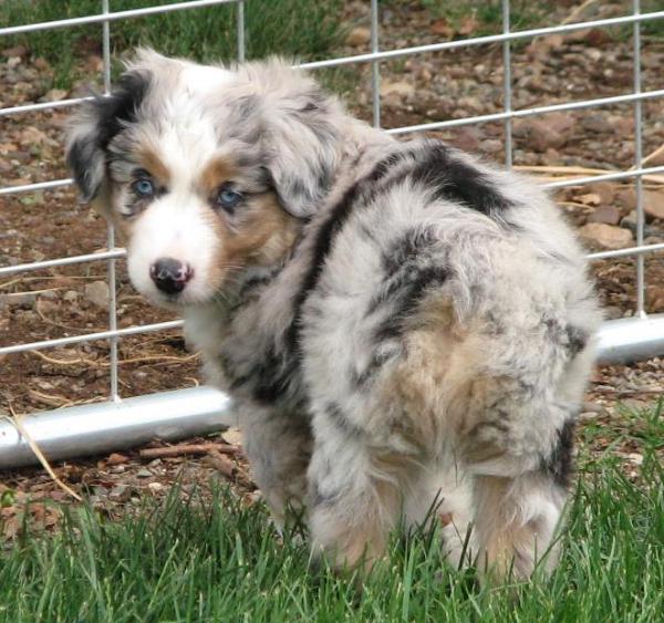 Remy