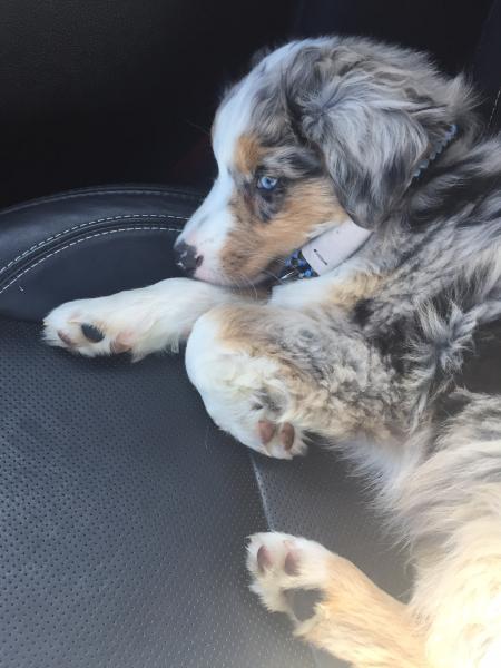 Remy