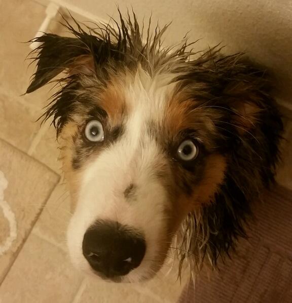 Remy