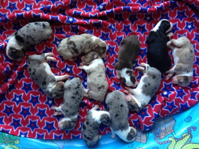 Opal × Max litter