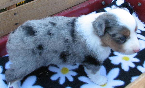Pepper